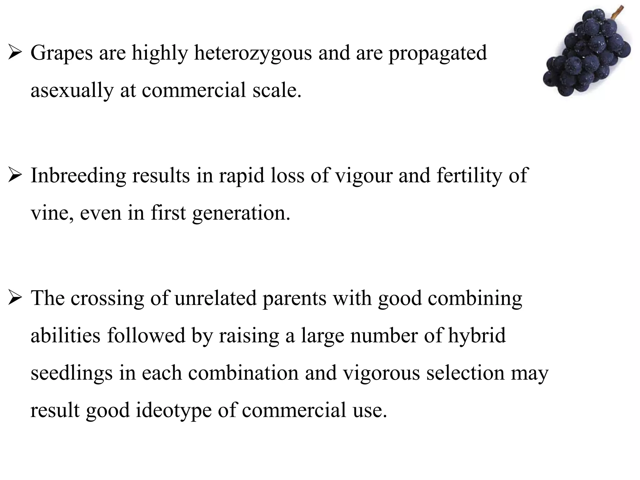  Grapes are highly heterozygous and are propagated
asexually at commercial scale.
 Inbreeding results in rapid loss of vigour and fertility of
vine, even in first generation.
 The crossing of unrelated parents with good combining
abilities followed by raising a large number of hybrid
seedlings in each combination and vigorous selection may
result good ideotype of commercial use.
 