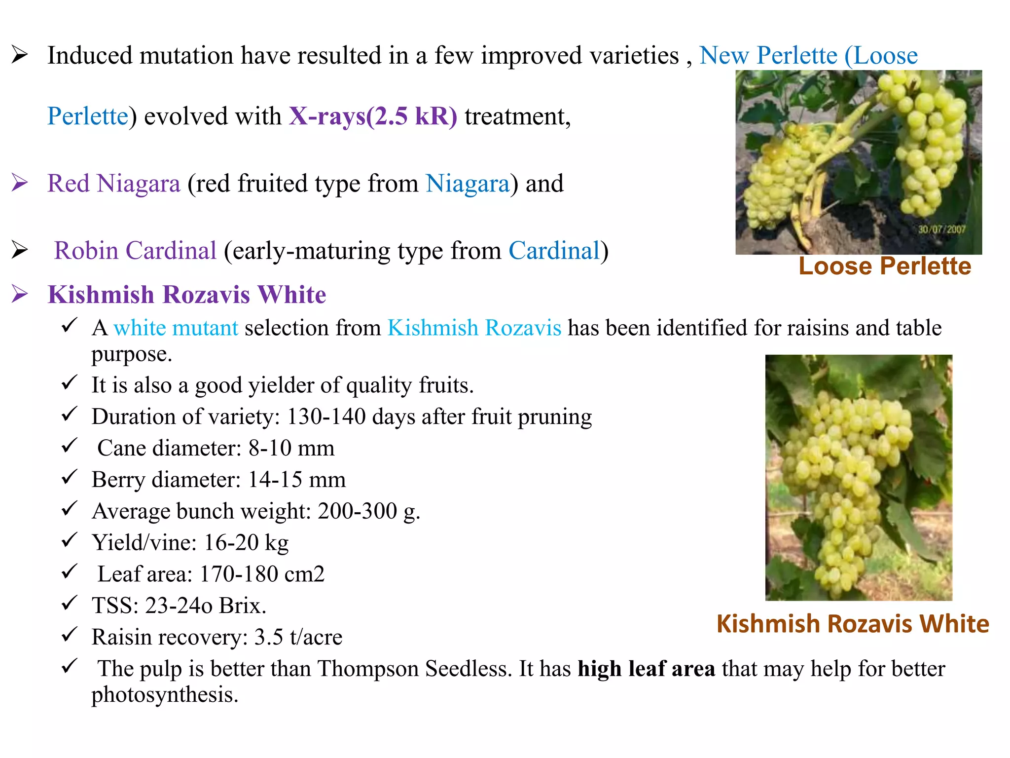  Induced mutation have resulted in a few improved varieties , New Perlette (Loose
Perlette) evolved with X-rays(2.5 kR) treatment,
 Red Niagara (red fruited type from Niagara) and
 Robin Cardinal (early-maturing type from Cardinal)
 Kishmish Rozavis White
 A white mutant selection from Kishmish Rozavis has been identified for raisins and table
purpose.
 It is also a good yielder of quality fruits.
 Duration of variety: 130-140 days after fruit pruning
 Cane diameter: 8-10 mm
 Berry diameter: 14-15 mm
 Average bunch weight: 200-300 g.
 Yield/vine: 16-20 kg
 Leaf area: 170-180 cm2
 TSS: 23-24o Brix.
 Raisin recovery: 3.5 t/acre
 The pulp is better than Thompson Seedless. It has high leaf area that may help for better
photosynthesis.
Loose Perlette
Kishmish Rozavis White
 