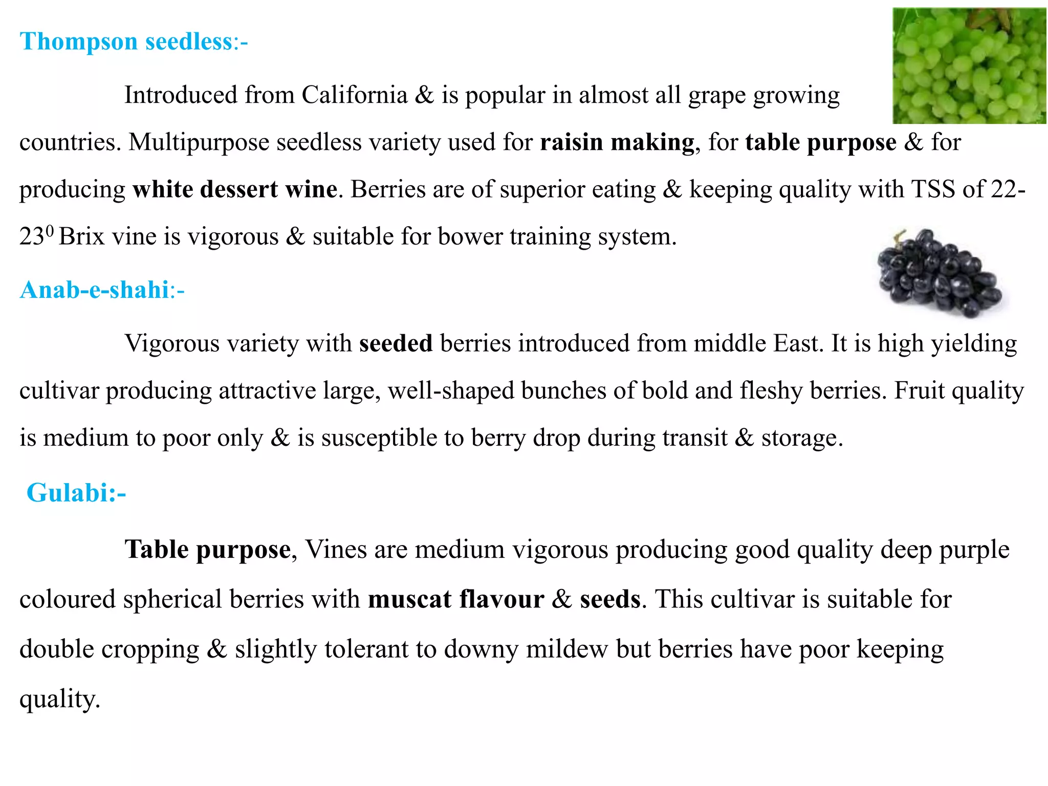 Thompson seedless:-
Introduced from California & is popular in almost all grape growing
countries. Multipurpose seedless variety used for raisin making, for table purpose & for
producing white dessert wine. Berries are of superior eating & keeping quality with TSS of 22-
230 Brix vine is vigorous & suitable for bower training system.
Anab-e-shahi:-
Vigorous variety with seeded berries introduced from middle East. It is high yielding
cultivar producing attractive large, well-shaped bunches of bold and fleshy berries. Fruit quality
is medium to poor only & is susceptible to berry drop during transit & storage.
Gulabi:-
Table purpose, Vines are medium vigorous producing good quality deep purple
coloured spherical berries with muscat flavour & seeds. This cultivar is suitable for
double cropping & slightly tolerant to downy mildew but berries have poor keeping
quality.
 