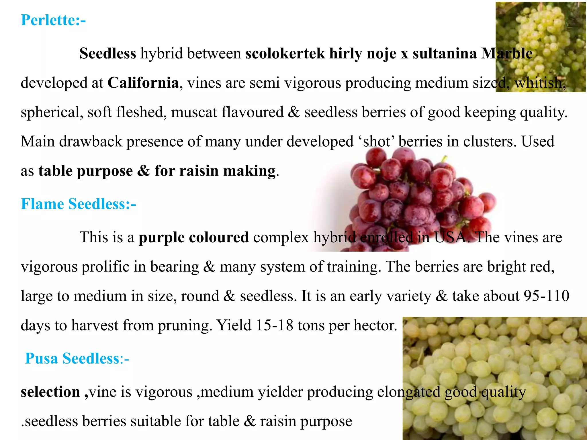 Perlette:-
Seedless hybrid between scolokertek hirly noje x sultanina Marble
developed at California, vines are semi vigorous producing medium sized, whitish,
spherical, soft fleshed, muscat flavoured & seedless berries of good keeping quality.
Main drawback presence of many under developed ‘shot’ berries in clusters. Used
as table purpose & for raisin making.
Flame Seedless:-
This is a purple coloured complex hybrid enrolled in USA. The vines are
vigorous prolific in bearing & many system of training. The berries are bright red,
large to medium in size, round & seedless. It is an early variety & take about 95-110
days to harvest from pruning. Yield 15-18 tons per hector.
Pusa Seedless:-
selection ,vine is vigorous ,medium yielder producing elongated good quality
.seedless berries suitable for table & raisin purpose
 