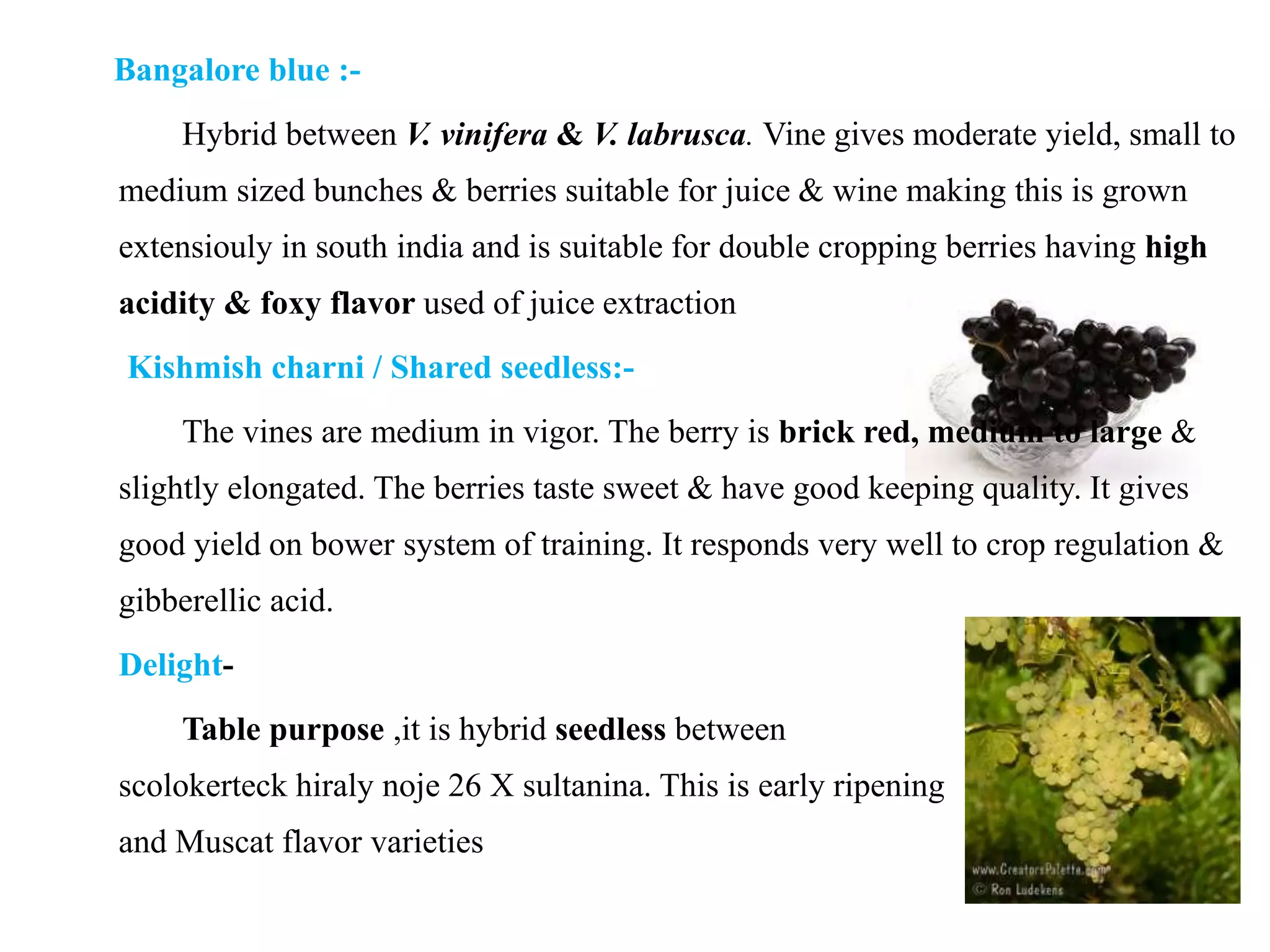 Bangalore blue :-
Hybrid between V. vinifera & V. labrusca. Vine gives moderate yield, small to
medium sized bunches & berries suitable for juice & wine making this is grown
extensiouly in south india and is suitable for double cropping berries having high
acidity & foxy flavor used of juice extraction
Kishmish charni / Shared seedless:-
The vines are medium in vigor. The berry is brick red, medium to large &
slightly elongated. The berries taste sweet & have good keeping quality. It gives
good yield on bower system of training. It responds very well to crop regulation &
gibberellic acid.
Delight-
Table purpose ,it is hybrid seedless between
scolokerteck hiraly noje 26 X sultanina. This is early ripening
and Muscat flavor varieties
 