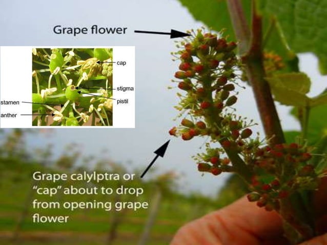 Grape breeding | PPTX | Gardening | Home & Garden