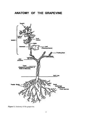 Grape Growing guide | PDF