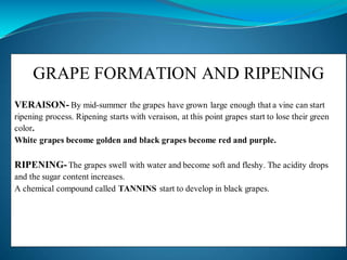 Grape Ripening Process grape growing and related terms.docx