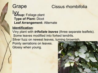 Grape Ivy Group:  Foliage plant Type of Plant:  Dicot Leaf Arrangement:  Alternate Identification : Viny plant with  trifoliate leaves  (three separate leaflets).  Some leaves modified into forked tendrils.  Silver fuzz on newest leaves, turning brownish.  Pointy serrations on leaves.  Glossy when young. Cissus rhombifolia 