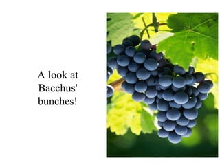A look at
Bacchus'
bunches!
 