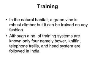 Grapes.pdf