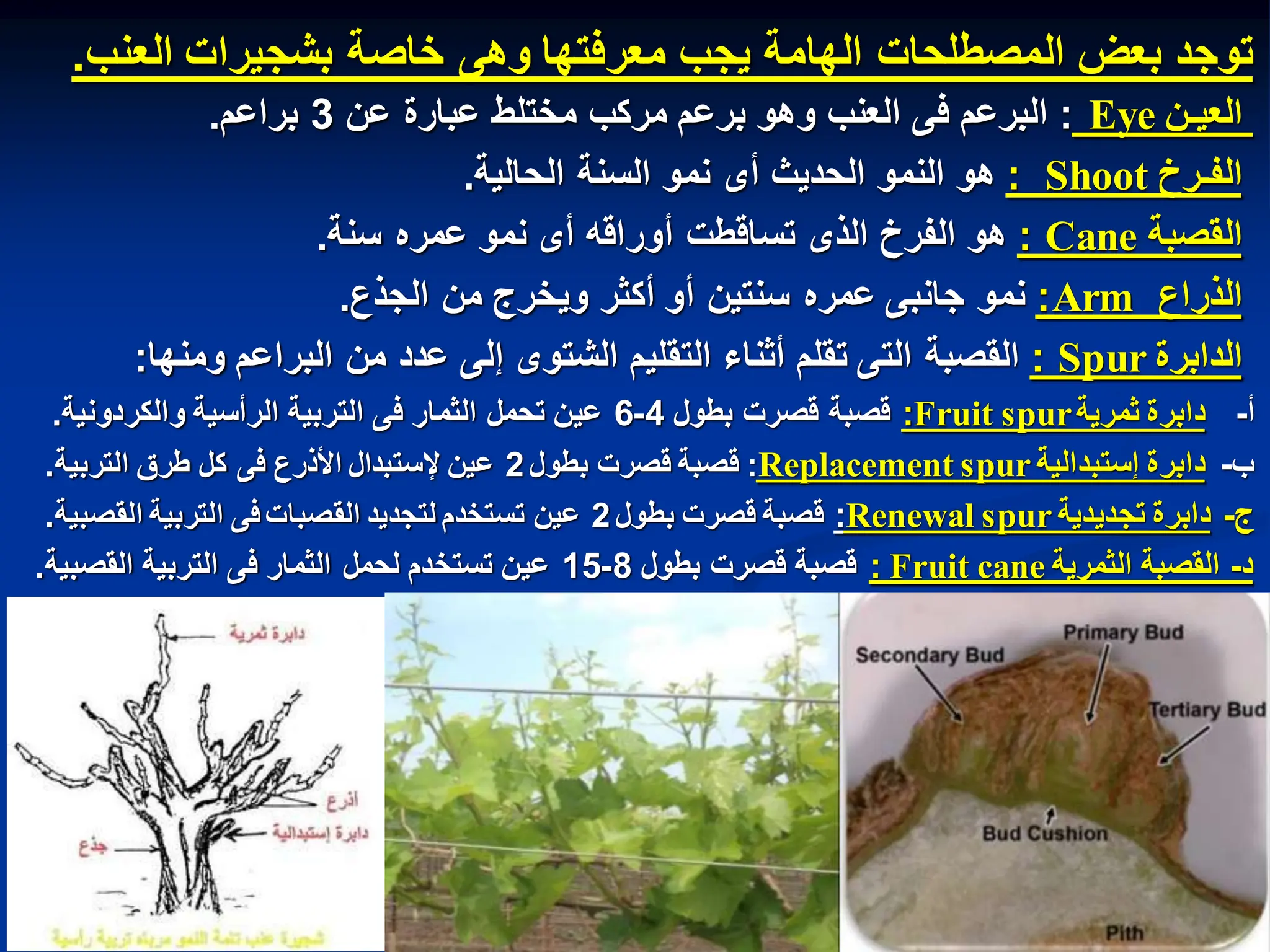 ‫توجد‬
‫بعض‬
‫المصطلحات‬
‫الهامة‬
‫ٌجب‬
‫معرفتها‬
‫وهى‬
‫خاصة‬
‫بشجٌرات‬
‫العنب‬
.
‫العٌـن‬
Eye
:
‫البرعم‬
‫فى‬
‫العنب‬
‫وهو‬
‫برعم‬
‫مركب‬
‫مختلط‬
‫عبارة‬
‫عن‬
3
‫براعم‬
.
‫الفـرخ‬
Shoot
:
‫هو‬
‫النمو‬
‫الحدٌث‬
‫أى‬
‫نمو‬
‫السنة‬
‫الحالٌة‬
.
‫القصبة‬
Cane
:
‫هو‬
‫الفرخ‬
‫الذى‬
‫تساقطت‬
‫أوراقه‬
‫أى‬
‫نمو‬
‫عمره‬
‫سنة‬
.
‫الذراع‬
Arm
:
‫نمو‬
‫جانبى‬
‫عمره‬
‫سنتٌن‬
‫أو‬
‫أكثر‬
‫وٌخرج‬
‫من‬
‫الجذع‬
.
‫الدابرة‬
Spur
:
‫القصبة‬
‫التى‬
‫تقلم‬
‫أثناء‬
‫التقلٌم‬
‫الشتوى‬
‫إلى‬
‫عدد‬
‫من‬
‫البراعم‬
‫ومنها‬
:
‫أ‬
-
‫دابرة‬
‫ثمرٌة‬
spur
Fruit
:
‫قصبة‬
‫قصرت‬
‫بطول‬
4
-
6
‫عٌن‬
‫تحمل‬
‫الثمار‬
‫فى‬
‫التربٌة‬
‫الرأسٌة‬
‫والكردونٌة‬
.
‫ب‬
-
‫دابرة‬
‫إستبدالٌة‬
spur
Replacement
:
‫قصبة‬
‫قصرت‬
‫بطول‬
2
‫عٌن‬
‫إلستبدال‬
‫األذرع‬
‫فى‬
‫كل‬
‫طرق‬
‫التربٌة‬
.
‫ج‬
-
‫دابرة‬
‫تجدٌدٌة‬
spur
Renewal
:
‫قصبة‬
‫قصرت‬
‫بطول‬
2
‫عٌن‬
‫تستخدم‬
‫لتجدٌد‬
‫القصبات‬
‫فى‬
‫التربٌة‬
‫القصبٌة‬
.
‫د‬
-
‫القصبة‬
‫الثمرٌة‬
cane
Fruit
:
‫قصبة‬
‫قصرت‬
‫بطول‬
8
-
15
‫عٌن‬
‫تستخدم‬
‫لحمل‬
‫الثمار‬
‫فى‬
‫التربٌة‬
‫القصبٌة‬
.
 