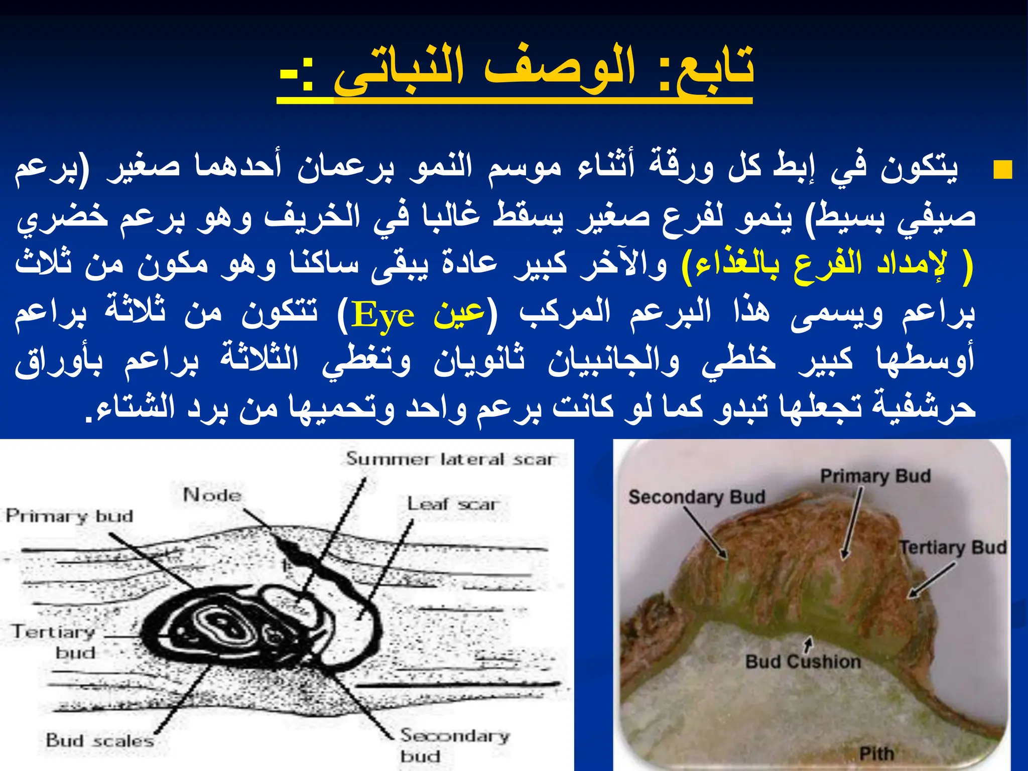 ‫تابع‬
:
ً‫النبات‬ ‫الوصف‬
:
-

‫ٌتكون‬
ً‫ف‬
‫إبط‬
‫كل‬
‫ورقة‬
‫أثناء‬
‫موسم‬
‫النمو‬
‫برعمان‬
‫أحدهما‬
‫صغٌر‬
(
‫برعم‬
ً‫صٌف‬
‫بسٌط‬
)
‫ٌنمو‬
‫لفرع‬
‫صغٌر‬
‫ٌسقط‬
‫غالبا‬
ً‫ف‬
‫الخرٌف‬
‫وهو‬
‫برعم‬
‫خضري‬
(
‫إلمداد‬
‫الفرع‬
‫بالغذاء‬
)
‫واآلخر‬
‫كبٌر‬
‫عادة‬
‫ٌبقى‬
‫ساكنا‬
‫وهو‬
‫مكون‬
‫من‬
‫ثالث‬
‫براعم‬
‫وٌسمى‬
‫هذا‬
‫البرعم‬
‫المركب‬
(
‫عٌن‬
Eye
)
‫تتكون‬
‫من‬
‫ثالثة‬
‫براعم‬
‫أوسطها‬
‫كبٌر‬
ً‫خلط‬
‫والجانبٌان‬
‫ثانوٌان‬
ً‫وتغط‬
‫الثالثة‬
‫براعم‬
‫بأوراق‬
‫حرشفٌة‬
‫تجعلها‬
‫تبدو‬
‫كما‬
‫لو‬
‫كانت‬
‫برعم‬
‫واحد‬
‫وتحمٌها‬
‫من‬
‫برد‬
‫الشتاء‬
.
 