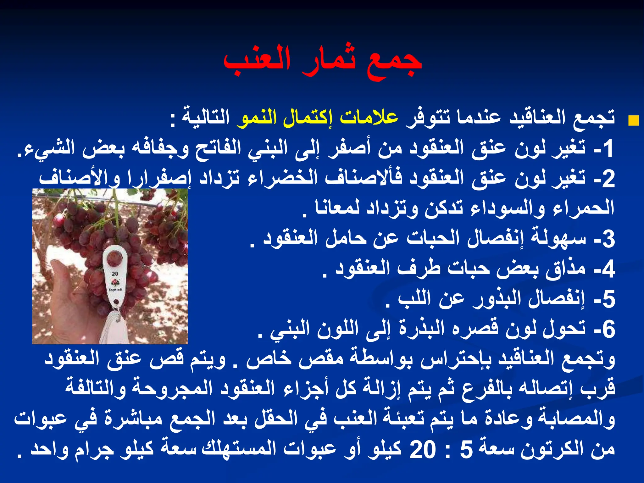 ‫العنب‬ ‫ثمار‬ ‫جمع‬

‫تتوفر‬ ‫عندما‬ ‫العناقٌد‬ ‫تجمع‬
‫النمو‬ ‫إكتمال‬ ‫عالمات‬
‫التالٌة‬
:
1
-
‫الشًء‬ ‫بعض‬ ‫وجفافه‬ ‫الفاتح‬ ً‫البن‬ ‫إلى‬ ‫أصفر‬ ‫من‬ ‫العنقود‬ ‫عنق‬ ‫لون‬ ‫تغٌر‬
.
2
-
‫واألصناف‬ ‫إصفرارا‬ ‫تزداد‬ ‫الخضراء‬ ‫فأالصناف‬ ‫العنقود‬ ‫عنق‬ ‫لون‬ ‫تغٌر‬
‫لمعانا‬ ‫وتزداد‬ ‫تدكن‬ ‫والسوداء‬ ‫الحمراء‬
.
3
-
‫العنقود‬ ‫حامل‬ ‫عن‬ ‫الحبات‬ ‫إنفصال‬ ‫سهولة‬
.
4
-
‫العنقود‬ ‫طرف‬ ‫حبات‬ ‫بعض‬ ‫مذاق‬
.
5
-
‫اللب‬ ‫عن‬ ‫البذور‬ ‫إنفصال‬
.
6
-
ً‫البن‬ ‫اللون‬ ‫إلى‬ ‫البذرة‬ ‫قصره‬ ‫لون‬ ‫تحول‬
.
‫خاص‬ ‫مقص‬ ‫بواسطة‬ ‫بإحتراس‬ ‫العناقٌد‬ ‫وتجمع‬
.
‫العنقود‬ ‫عنق‬ ‫قص‬ ‫وٌتم‬
‫والتالفة‬ ‫المجروحة‬ ‫العنقود‬ ‫أجزاء‬ ‫كل‬ ‫إزالة‬ ‫ٌتم‬ ‫ثم‬ ‫بالفرع‬ ‫إتصاله‬ ‫قرب‬
‫عبوات‬ ً‫ف‬ ‫مباشرة‬ ‫الجمع‬ ‫بعد‬ ‫الحقل‬ ً‫ف‬ ‫العنب‬ ‫تعببة‬ ‫ٌتم‬ ‫ما‬ ‫وعادة‬ ‫والمصابة‬
‫سعة‬ ‫الكرتون‬ ‫من‬
5
:
20
‫واحد‬ ‫جرام‬ ‫كٌلو‬ ‫سعة‬ ‫المستهلك‬ ‫عبوات‬ ‫أو‬ ‫كٌلو‬
.
 