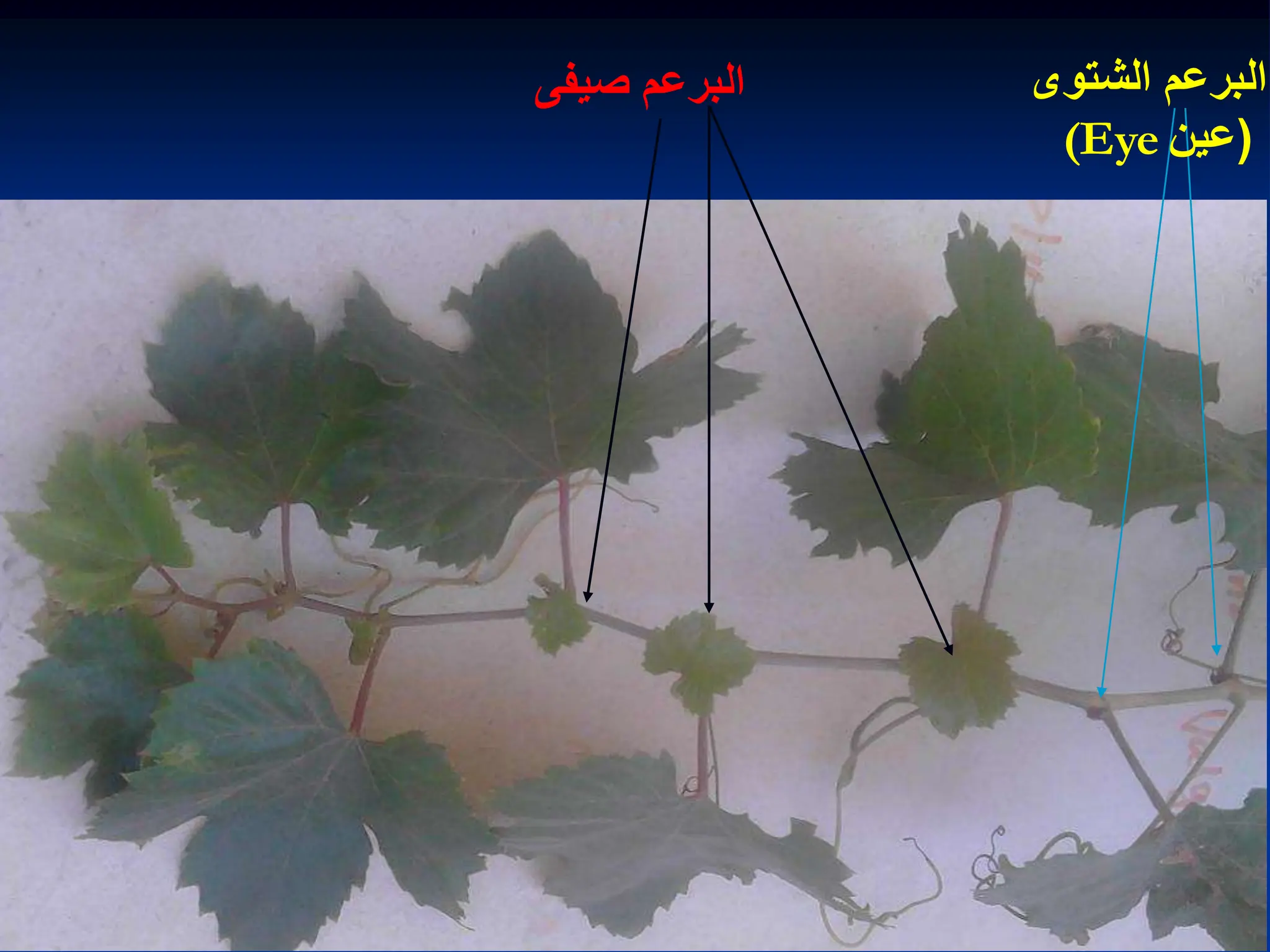 ‫صٌفى‬ ‫البرعم‬ ‫الشتوى‬ ‫البرعم‬
(
‫عٌن‬
(Eye
 