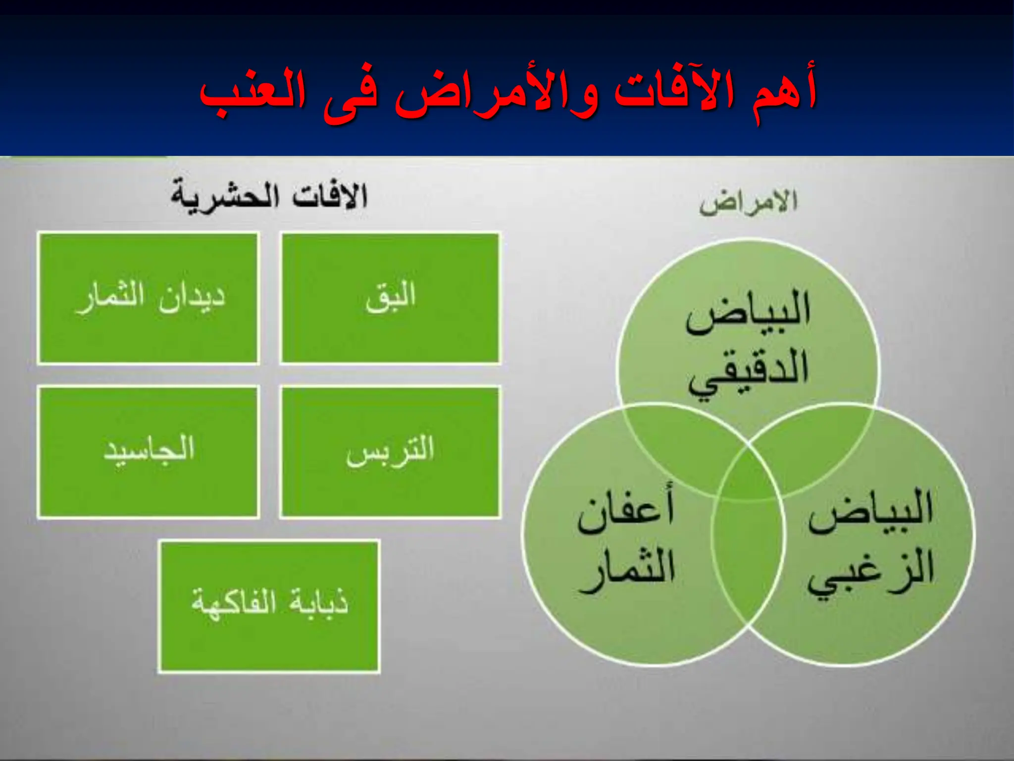 ‫العنب‬ ‫فى‬ ‫واألمراض‬ ‫اآلفات‬ ‫أهم‬
 