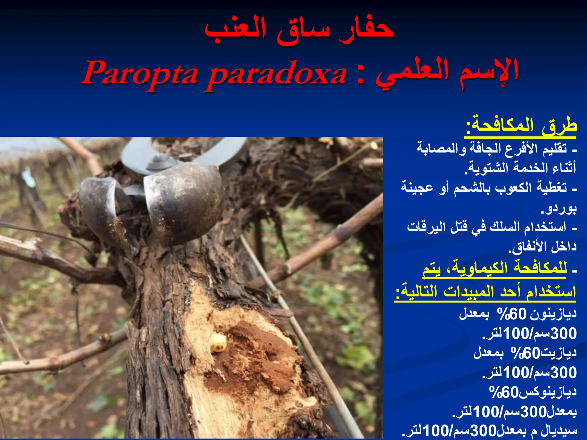 ‫العنب‬ ‫ساق‬ ‫حفار‬
ً‫العلم‬ ‫اإلسم‬
:
Paropta paradoxa
‫المكافحة‬ ‫طرق‬
:
-
‫والمصابة‬ ‫الجافة‬ ‫األفرع‬ ‫تقلٌم‬
‫الشتوٌة‬ ‫الخدمة‬ ‫أثناء‬
.
-
‫عجٌنة‬ ‫أو‬ ‫بالشحم‬ ‫الكعوب‬ ‫تغطٌة‬
‫بوردو‬
.
-
‫الٌرقات‬ ‫قتل‬ ً‫ف‬ ‫السلك‬ ‫استخدام‬
‫األنفاق‬ ‫داخل‬
.
-
‫ٌتم‬ ،‫الكٌماوٌة‬ ‫للمكافحة‬
‫التالٌة‬ ‫المبٌدات‬ ‫أحد‬ ‫استخدام‬
:
‫دٌازٌنون‬
60
%
‫بمعدل‬
300
‫سم‬
/
100
‫لتر‬
.
‫دٌازٌت‬
60
%
‫بمعدل‬
300
‫سم‬
/
100
‫لتر‬
.
‫دٌازٌنوكس‬
60
%
‫بمعدل‬
300
‫سم‬
/
100
‫لتر‬
.
‫بمعدل‬ ‫م‬ ‫سٌدٌال‬
300
‫سم‬
/
100
‫لتر‬
.
 