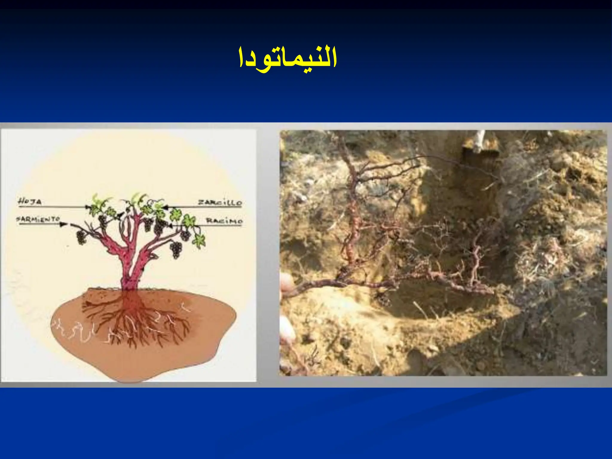 ‫النٌماتودا‬
 