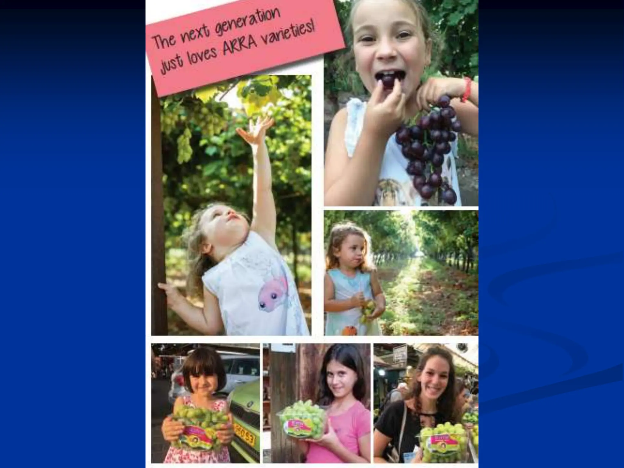 Grapes, Growing and Production زراعة وانتاج العنب