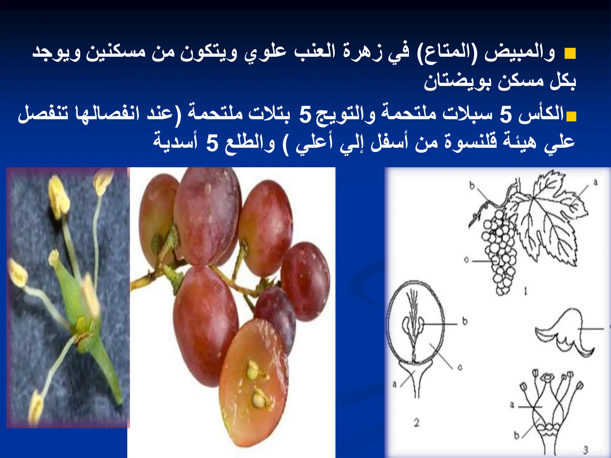 
‫والمبٌض‬
(
‫المتاع‬
)
‫وٌوجد‬ ‫مسكنٌن‬ ‫من‬ ‫وٌتكون‬ ‫علوي‬ ‫العنب‬ ‫زهرة‬ ً‫ف‬
‫بوٌضتان‬ ‫مسكن‬ ‫بكل‬

‫الكأس‬
5
‫والتوٌج‬ ‫ملتحمة‬ ‫سبالت‬
5
‫ملتحمة‬ ‫بتالت‬
(
‫تنفصل‬ ‫انفصالها‬ ‫عند‬
‫أسفل‬ ‫من‬ ‫قلنسوة‬ ‫هٌبة‬ ً‫عل‬
ً‫أعل‬ ً‫إل‬
)
‫والطلع‬
5
‫أسدٌة‬
 