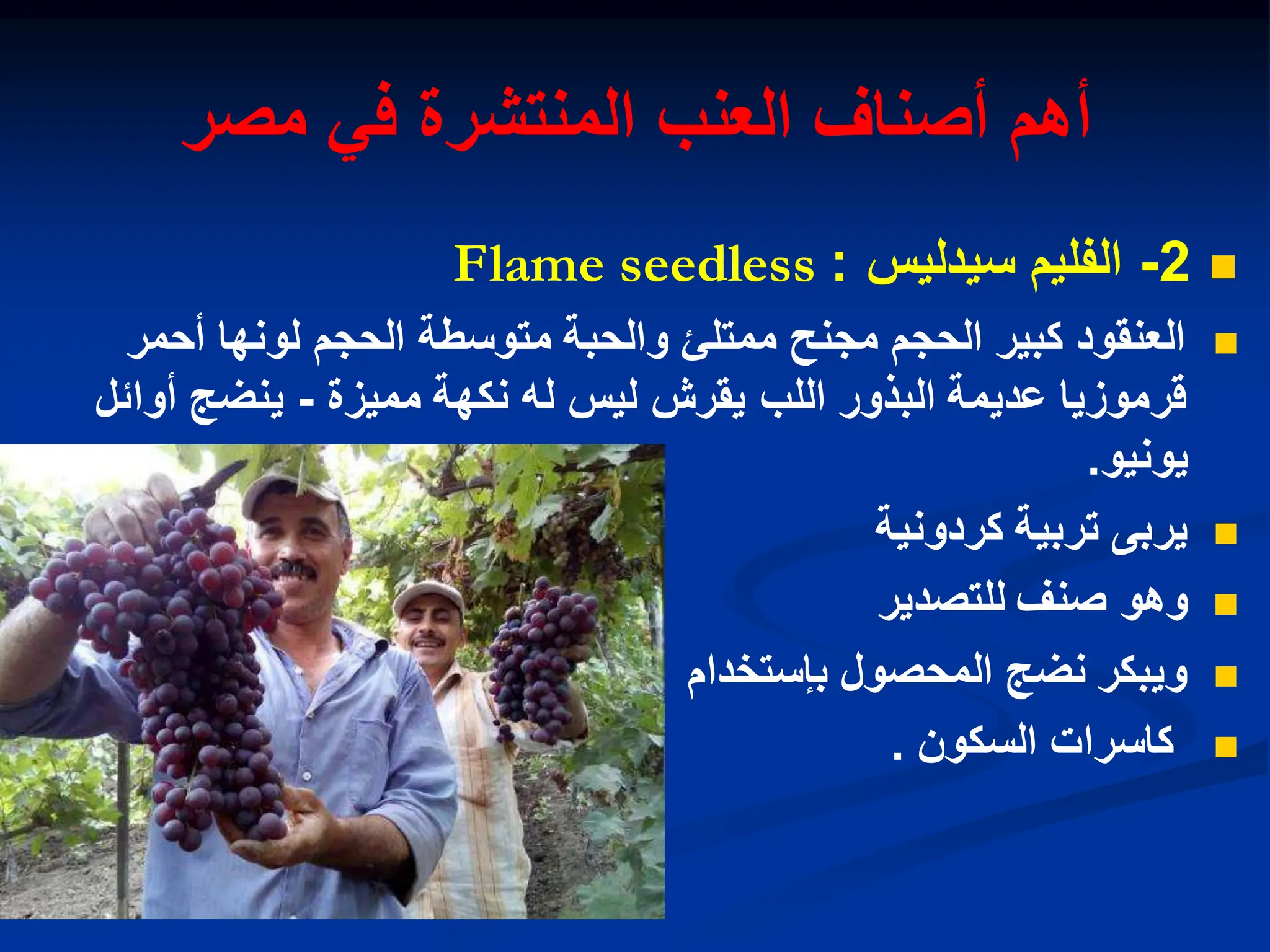 ‫مصر‬ ً‫ف‬ ‫المنتشرة‬ ‫العنب‬ ‫أصناف‬ ‫أهم‬

2
-
‫الفلٌم‬
‫سٌدلٌس‬
:
Flame seedless

‫أحمر‬ ‫لونها‬ ‫الحجم‬ ‫متوسطة‬ ‫والحبة‬ ‫ممتلا‬ ‫مجنح‬ ‫الحجم‬ ‫كبٌر‬ ‫العنقود‬
‫ممٌزة‬ ‫نكهة‬ ‫له‬ ‫لٌس‬ ‫ٌقرش‬ ‫اللب‬ ‫البذور‬ ‫عدٌمة‬ ‫قرموزٌا‬
-
‫أوابل‬ ‫ٌنضج‬
‫ٌونٌو‬
.

‫كردونٌة‬ ‫تربٌة‬ ‫ٌربى‬

‫للتصدٌر‬ ‫صنف‬ ‫وهو‬

‫بإستخدام‬ ‫المحصول‬ ‫نضج‬ ‫وٌبكر‬

‫السكون‬ ‫كاسرات‬
.
 