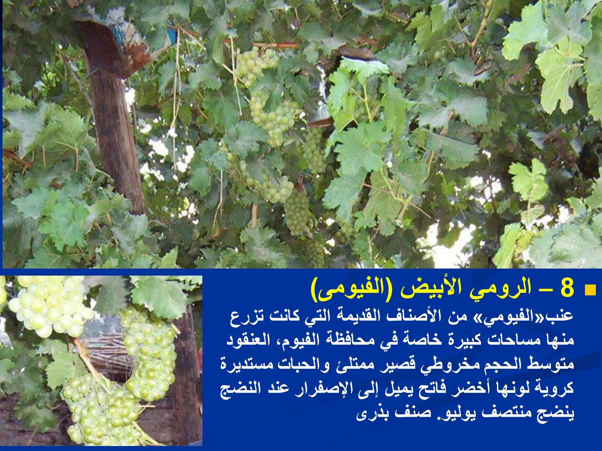 
8
–
ً‫الروم‬
‫األبٌض‬
(
‫الفٌومى‬
)
‫عنب‬
«
ً‫الفٌوم‬
»
‫تزرع‬ ‫كانت‬ ً‫الت‬ ‫القدٌمة‬ ‫األصناف‬ ‫من‬
‫العنقود‬ ،‫الفٌوم‬ ‫محافظة‬ ً‫ف‬ ‫خاصة‬ ‫كبٌرة‬ ‫مساحات‬ ‫منها‬
‫مستدٌرة‬ ‫والحبات‬ ‫ممتلا‬ ‫قصٌر‬ ً‫مخروط‬ ‫الحجم‬ ‫متوسط‬
‫النضج‬ ‫عند‬ ‫اإلصفرار‬ ‫إلى‬ ‫ٌمٌل‬ ‫فاتح‬ ‫أخضر‬ ‫لونها‬ ‫كروٌة‬
‫ٌولٌو‬ ‫منتصف‬ ‫ٌنضج‬
.
‫بذرى‬ ‫صنف‬
 
