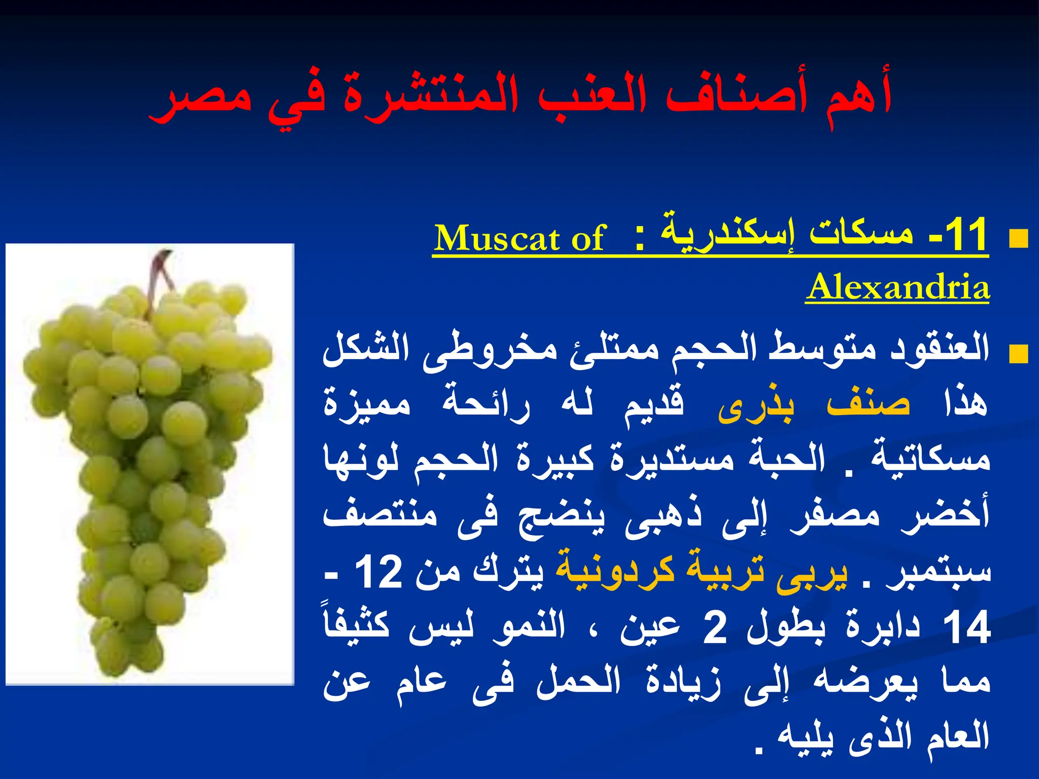 ‫مصر‬ ً‫ف‬ ‫المنتشرة‬ ‫العنب‬ ‫أصناف‬ ‫أهم‬

11
-
‫مسكات‬
‫إسكندرٌة‬
:
Muscat of
Alexandria

‫العنقود‬
‫متوسط‬
‫الحجم‬
‫ممتلا‬
‫مخروطى‬
‫الشكل‬
‫هذا‬
‫صنف‬
‫بذرى‬
‫قدٌم‬
‫له‬
‫رابحة‬
‫ممٌزة‬
‫مسكاتٌة‬
.
‫الحبة‬
‫مستدٌرة‬
‫كبٌرة‬
‫الحجم‬
‫لونها‬
‫أخضر‬
‫مصفر‬
‫إلى‬
‫ذهبى‬
‫ٌنضج‬
‫فى‬
‫منتصف‬
‫سبتمبر‬
.
‫ٌربى‬
‫تربٌة‬
‫كردونٌة‬
‫ٌترك‬
‫من‬
12
-
14
‫دابرة‬
‫بطول‬
2
‫عٌن‬
،
‫النمو‬
‫لٌس‬
‫كثٌفا‬
‫مما‬
‫ٌعرضه‬
‫إلى‬
‫زٌادة‬
‫الحمل‬
‫فى‬
‫عام‬
‫عن‬
‫العام‬
‫الذى‬
‫ٌلٌه‬
.
 