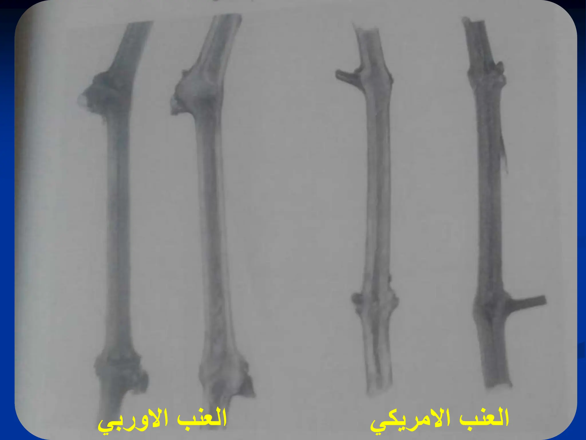 ً‫االمرٌك‬ ‫العنب‬
ً‫االورب‬ ‫العنب‬
 