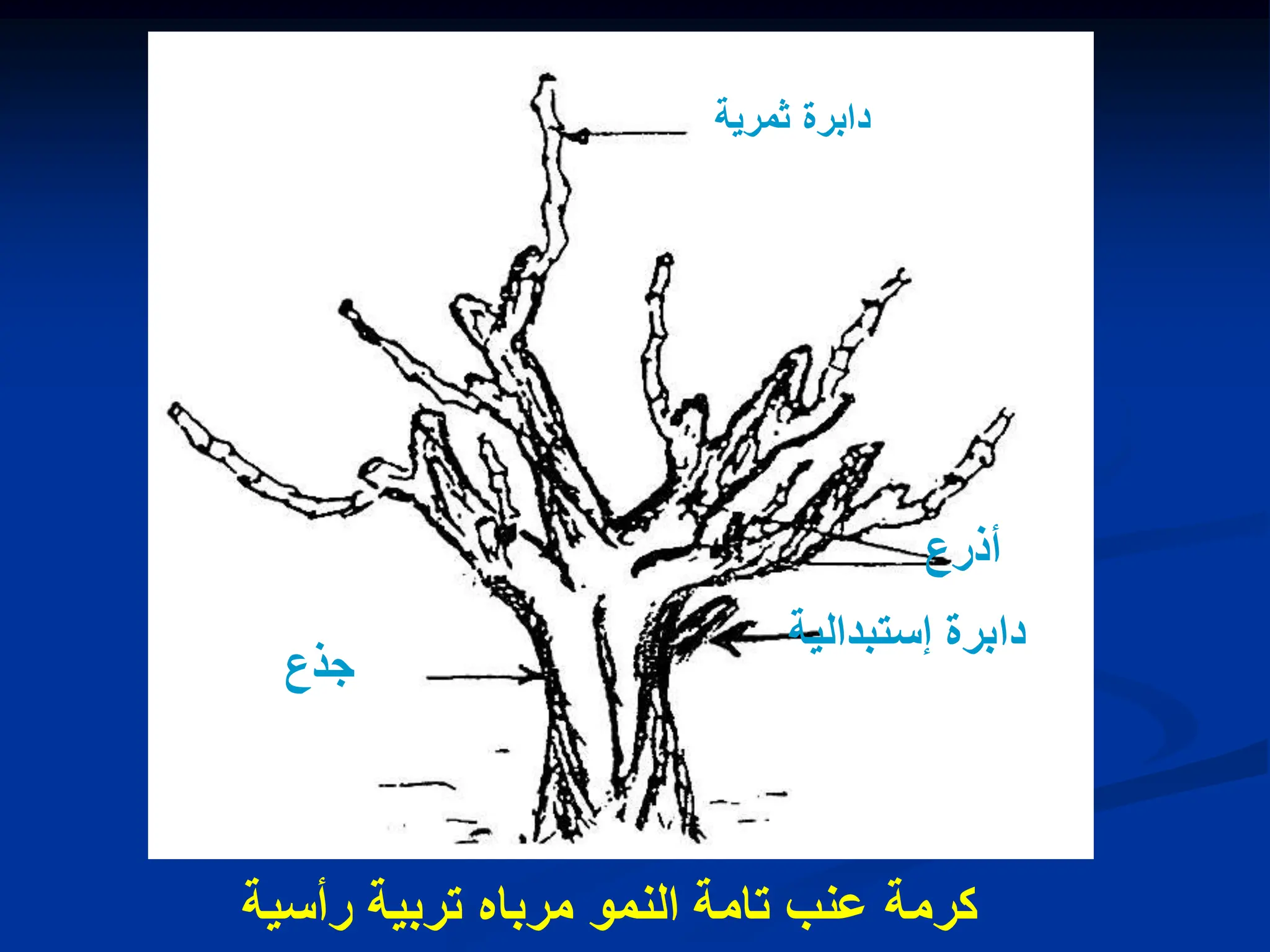 ‫كرمة‬
‫رأسٌة‬ ‫تربٌة‬ ‫مرباه‬ ‫النمو‬ ‫تامة‬ ‫عنب‬
‫ثمرٌة‬ ‫دابرة‬
‫أذرع‬
‫جذع‬
‫إستبدالٌة‬ ‫دابرة‬
 