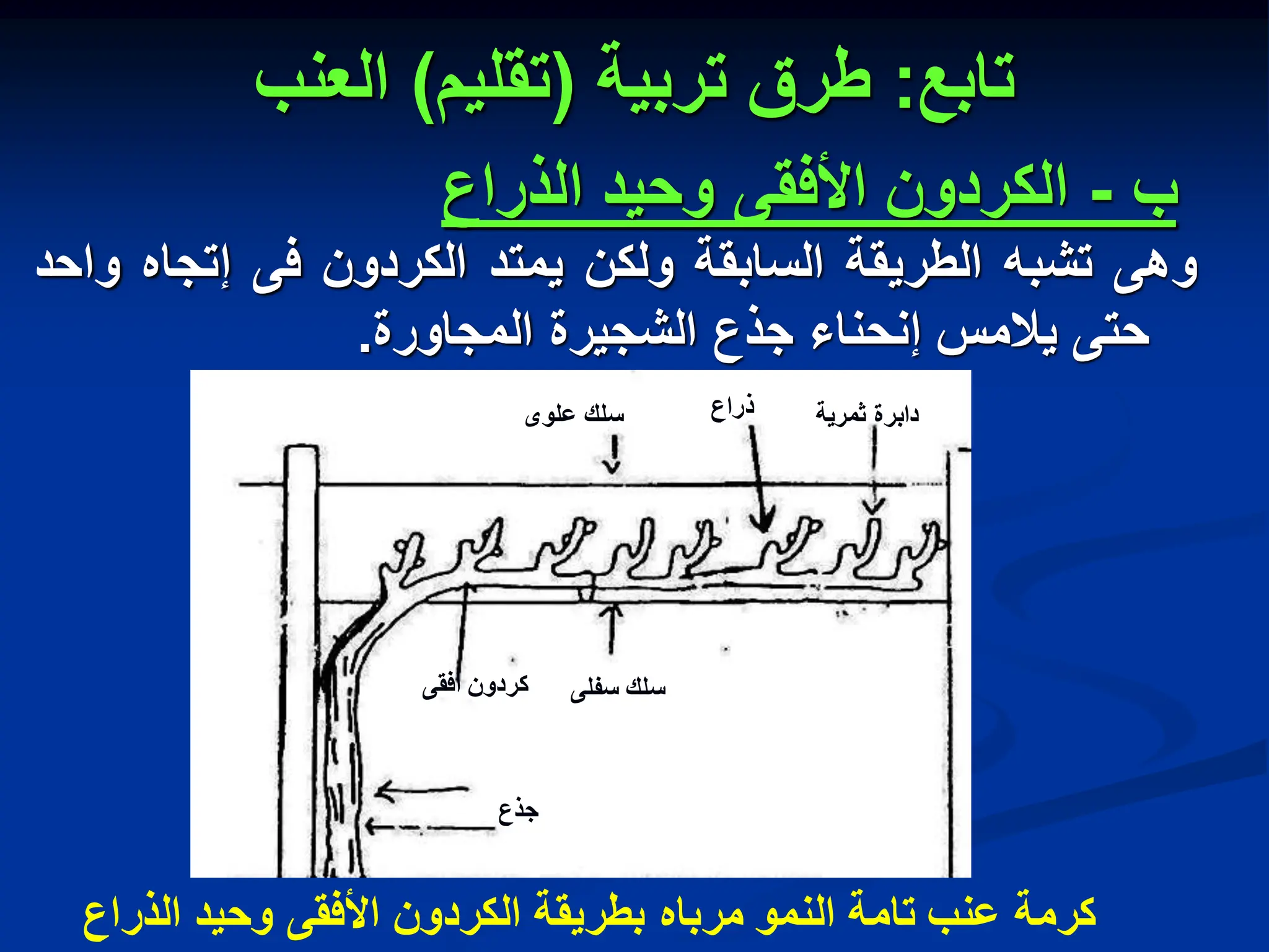 ‫تابع‬
:
‫تربٌة‬ ‫طرق‬
(
‫تقلٌم‬
)
‫العنب‬
‫ب‬
-
‫الكردون‬
‫األفقى‬
‫وحٌد‬
‫الذراع‬
‫وهى‬
‫تشبه‬
‫الطرٌقة‬
‫السابقة‬
‫ولكن‬
‫ٌمتد‬
‫الكردون‬
‫فى‬
‫إتجاه‬
‫واحد‬
‫حتى‬
‫ٌالمس‬
‫إنحناء‬
‫جذع‬
‫الشجٌرة‬
‫المجاورة‬
.
‫كرمة‬
‫الذراع‬ ‫وحٌد‬ ‫األفقى‬ ‫الكردون‬ ‫بطرٌقة‬ ‫مرباه‬ ‫النمو‬ ‫تامة‬ ‫عنب‬
‫ثمرٌة‬ ‫دابرة‬
‫ذراع‬
‫علوى‬ ‫سلك‬
‫سفلى‬ ‫سلك‬
‫أفقى‬ ‫كردون‬
‫جذع‬
 