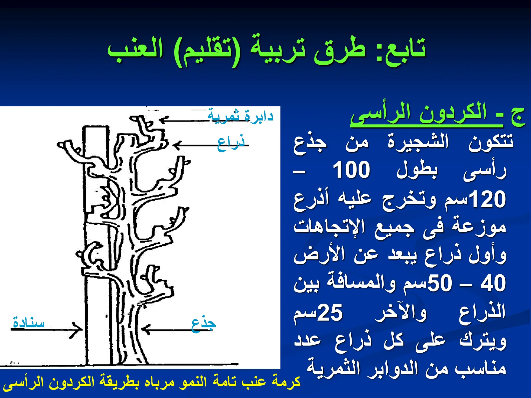 ‫تابع‬
:
‫تربٌة‬ ‫طرق‬
(
‫تقلٌم‬
)
‫العنب‬
‫ج‬
-
‫الكردون‬
‫الرأسى‬
‫تتكون‬
‫الشجٌرة‬
‫من‬
‫جذع‬
‫رأسى‬
‫بطول‬
100
–
120
‫سم‬
‫وتخرج‬
‫علٌه‬
‫أذرع‬
‫موزعة‬
‫فى‬
‫جمٌع‬
‫اإلتجاهات‬
‫وأول‬
‫ذراع‬
‫ٌبعد‬
‫عن‬
‫األرض‬
40
–
50
‫سم‬
‫والمسافة‬
‫بٌن‬
‫الذراع‬
‫واآلخر‬
25
‫سم‬
‫وٌترك‬
‫على‬
‫كل‬
‫ذراع‬
‫عدد‬
‫مناسب‬
‫من‬
‫الدوابر‬
‫الثمرٌة‬
‫كرمة‬
‫الرأسى‬ ‫الكردون‬ ‫بطرٌقة‬ ‫مرباه‬ ‫النمو‬ ‫تامة‬ ‫عنب‬
‫ثمرٌة‬ ‫دابرة‬
‫ذراع‬
‫سنادة‬ ‫جذع‬
 