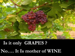 Is it only  GRAPES ? No…. It Is mother of WINE 