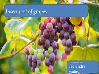 .
Insect pest of grapes
presented by :
Jeetendra
yadav
 