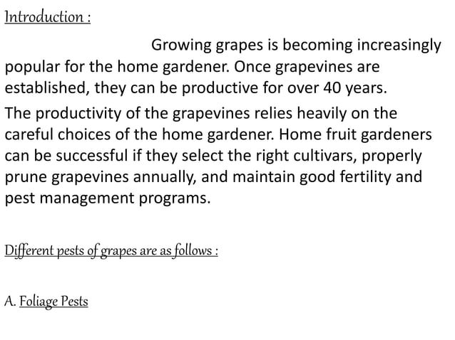 Grapes Presentation PPT