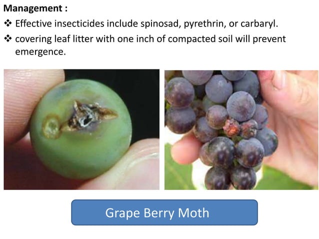 Grapes Presentation PPT