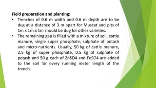 Field preparation and planting:
• Trenches of 0.6 m width and 0.6 m depth are to be
dug at a distance of 3 m apart for Muscat and pits of
1m x 1m x 1m should be dug for other varieties.
• The remaining gap is filled with a mixture of soil, cattle
manure, single super phosphate, sulphate of potash
and micro-nutrients. Usually, 50 kg of cattle manure,
2.5 kg of super phosphate, 0.5 kg of sulphate of
potash and 50 g each of ZnSO4 and FeSO4 are added
to the soil for every running meter length of the
trench.
 