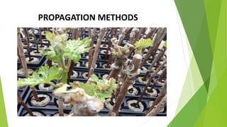 PROPAGATION METHODS
 