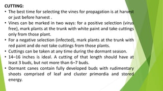 CUTTING:
• The best time for selecting the vines for propagation is at harvest
or just before harvest .
• Vines can be marked in two ways: for a positive selection (virus
free), mark plants at the trunk with white paint and take cuttings
only from those plant.
• For a negative selection (infected), mark plants at the trunk with
red paint and do not take cuttings from those plants.
• Cuttings can be taken at any time during the dormant season.
• 14–16 inches is ideal. A cutting of that length should have at
least 3 buds, but not more than 6–7 buds.
• Dormant canes contain fully developed buds with rudimentary
shoots comprised of leaf and cluster primordia and stored
energy.
 
