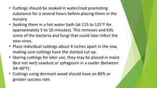 • Cuttings should be soaked in water/root promoting
substance for a several hours before placing them in the
nursery.
• Soaking them in a hot water bath (at 115 to 125°F for
approximately 5 to 10 minutes). This removes and kills
some of the bacteria and fungi that could later infect the
new vines.
• Place individual cuttings about 4 inches apart in the row,
making sure cuttings have the slanted cut up.
• Storing cuttings for later use, they may be placed in moist
(but not wet) sawdust or sphagnum in a cooler (between
34–40°F).
• Cuttings using dormant wood should have an 80% or
greater success rate.
 