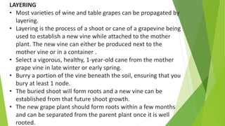 LAYERING
• Most varieties of wine and table grapes can be propagated by
layering.
• Layering is the process of a shoot or cane of a grapevine being
used to establish a new vine while attached to the mother
plant. The new vine can either be produced next to the
mother vine or in a container .
• Select a vigorous, healthy, 1-year-old cane from the mother
grape vine in late winter or early spring.
• Burry a portion of the vine beneath the soil, ensuring that you
bury at least 1 node.
• The buried shoot will form roots and a new vine can be
established from that future shoot growth.
• The new grape plant should form roots within a few months
and can be separated from the parent plant once it is well
rooted.
 