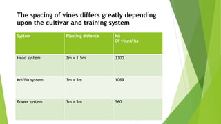 System Planting distance No
Of vines/ ha
Head system 2m × 1.5m 3300
Kniffin system 3m × 3m 1089
Bower system 3m × 3m 560
The spacing of vines differs greatly depending
upon the cultivar and training system
 