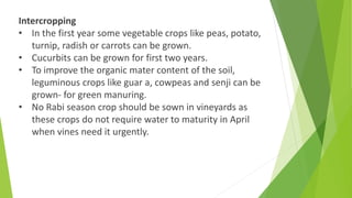 Intercropping
• In the first year some vegetable crops like peas, potato,
turnip, radish or carrots can be grown.
• Cucurbits can be grown for first two years.
• To improve the organic mater content of the soil,
leguminous crops like guar a, cowpeas and senji can be
grown- for green manuring.
• No Rabi season crop should be sown in vineyards as
these crops do not require water to maturity in April
when vines need it urgently.
 