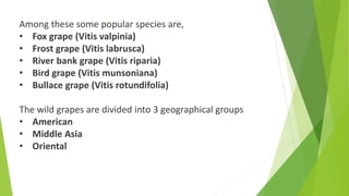 Among these some popular species are,
• Fox grape (Vitis valpinia)
• Frost grape (Vitis labrusca)
• River bank grape (Vitis riparia)
• Bird grape (Vitis munsoniana)
• Bullace grape (Vitis rotundifolia)
The wild grapes are divided into 3 geographical groups
• American
• Middle Asia
• Oriental
 