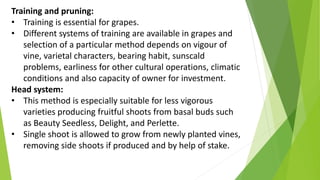 Training and pruning:
• Training is essential for grapes.
• Different systems of training are available in grapes and
selection of a particular method depends on vigour of
vine, varietal characters, bearing habit, sunscald
problems, earliness for other cultural operations, climatic
conditions and also capacity of owner for investment.
Head system:
• This method is especially suitable for less vigorous
varieties producing fruitful shoots from basal buds such
as Beauty Seedless, Delight, and Perlette.
• Single shoot is allowed to grow from newly planted vines,
removing side shoots if produced and by help of stake.
 
