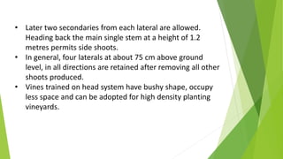 • Later two secondaries from each lateral are allowed.
Heading back the main single stem at a height of 1.2
metres permits side shoots.
• In general, four laterals at about 75 cm above ground
level, in all directions are retained after removing all other
shoots produced.
• Vines trained on head system have bushy shape, occupy
less space and can be adopted for high density planting
vineyards.
 
