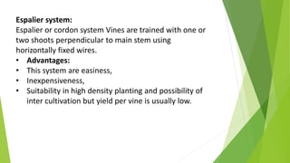 Espalier system:
Espalier or cordon system Vines are trained with one or
two shoots perpendicular to main stem using
horizontally fixed wires.
• Advantages:
• This system are easiness,
• Inexpensiveness,
• Suitability in high density planting and possibility of
inter cultivation but yield per vine is usually low.
 
