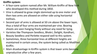 Kniffin system:
• A four-cane system named after Mr. William Kniffin of New York
who developed this method during 1850.
• Vine is allowed to grow single stemmed up to one meter and
then two arms are allowed on either side using horizontal
trellises.
• Second pair of arms is allowed at 50 cm above the lower layer,
thus a total of four arms are maintained per vine. Bearing
shoots are seen hanging freely without any need for tying.
• Varieties like Thompson Seedless, Bhokri, Delight, Kandhari,
Beauty Seedless and Perlette respond well to this system.
• Sometimes, three horizontal lines at different heights are
maintained in certain areas, the system being called as Modified
Kniffin.
• Main disadvantage in Kniffin system is that lower arms become
unproductive after a few years.
 