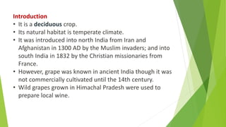 Introduction
• It is a deciduous crop.
• Its natural habitat is temperate climate.
• It was introduced into north India from Iran and
Afghanistan in 1300 AD by the Muslim invaders; and into
south India in 1832 by the Christian missionaries from
France.
• However, grape was known in ancient India though it was
not commercially cultivated until the 14th century.
• Wild grapes grown in Himachal Pradesh were used to
prepare local wine.
 