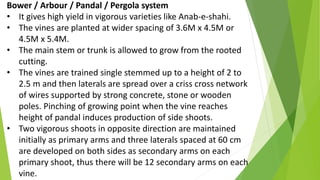 Bower / Arbour / Pandal / Pergola system
• It gives high yield in vigorous varieties like Anab-e-shahi.
• The vines are planted at wider spacing of 3.6M x 4.5M or
4.5M x 5.4M.
• The main stem or trunk is allowed to grow from the rooted
cutting.
• The vines are trained single stemmed up to a height of 2 to
2.5 m and then laterals are spread over a criss cross network
of wires supported by strong concrete, stone or wooden
poles. Pinching of growing point when the vine reaches
height of pandal induces production of side shoots.
• Two vigorous shoots in opposite direction are maintained
initially as primary arms and three laterals spaced at 60 cm
are developed on both sides as secondary arms on each
primary shoot, thus there will be 12 secondary arms on each
vine.
 