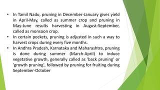 • In Tamil Nadu, pruning in December-January gives yield
in April-May, called as summer crop and pruning in
May-June results harvesting in August-September,
called as monsoon crop.
• In certain pockets, pruning is adjusted in such a way to
harvest crops during every five months.
• In Andhra Pradesh, Karnataka and Maharashtra, pruning
is done during summer (March-April) to induce
vegetative growth, generally called as 'back pruning' or
'growth pruning', followed by pruning for fruiting during
September-October
 