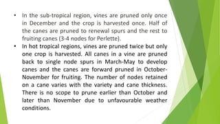 • In the sub-tropical region, vines are pruned only once
in December and the crop is harvested once. Half of
the canes are pruned to renewal spurs and the rest to
fruiting canes (3-4 nodes for Perlette).
• In hot tropical regions, vines are pruned twice but only
one crop is harvested. All canes in a vine are pruned
back to single node spurs in March-May to develop
canes and the canes are forward pruned in October-
November for fruiting. The number of nodes retained
on a cane varies with the variety and cane thickness.
There is no scope to prune earlier than October and
later than November due to unfavourable weather
conditions.
 