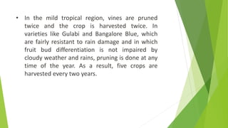• In the mild tropical region, vines are pruned
twice and the crop is harvested twice. In
varieties like Gulabi and Bangalore Blue, which
are fairly resistant to rain damage and in which
fruit bud differentiation is not impaired by
cloudy weather and rains, pruning is done at any
time of the year. As a result, five crops are
harvested every two years.
 