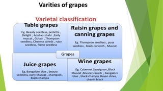Varities of grapes
 