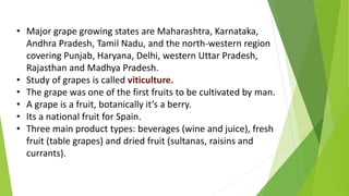• Major grape growing states are Maharashtra, Karnataka,
Andhra Pradesh, Tamil Nadu, and the north-western region
covering Punjab, Haryana, Delhi, western Uttar Pradesh,
Rajasthan and Madhya Pradesh.
• Study of grapes is called viticulture.
• The grape was one of the first fruits to be cultivated by man.
• A grape is a fruit, botanically it’s a berry.
• Its a national fruit for Spain.
• Three main product types: beverages (wine and juice), fresh
fruit (table grapes) and dried fruit (sultanas, raisins and
currants).
 